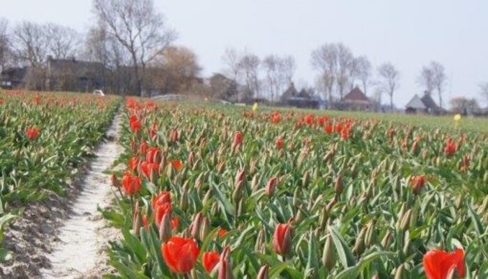 Bollenveld